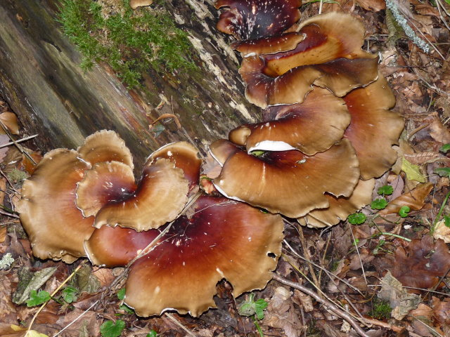 Polypore bai - Polyporus badius