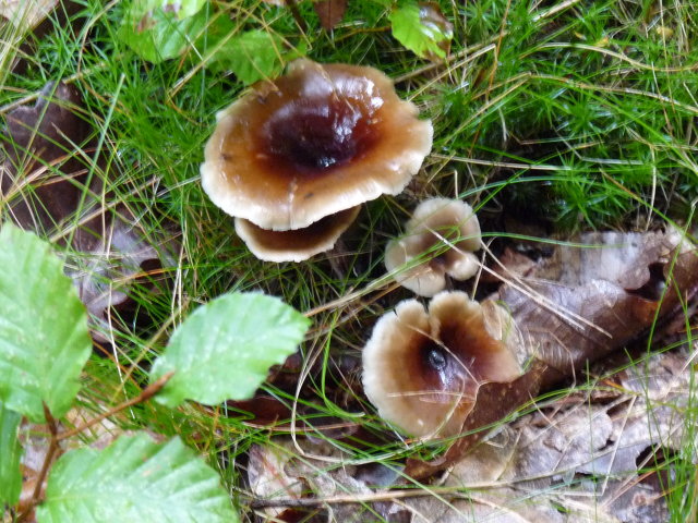 Polypore bai - Polyporus durus