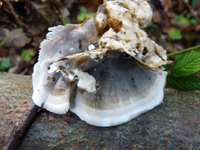 Polypore brûlé - Bjerkandera adusta