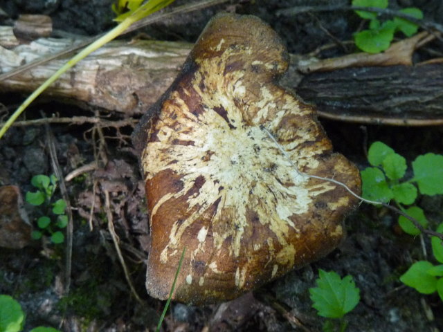 Polypore cilé - Polyporus ciliatus