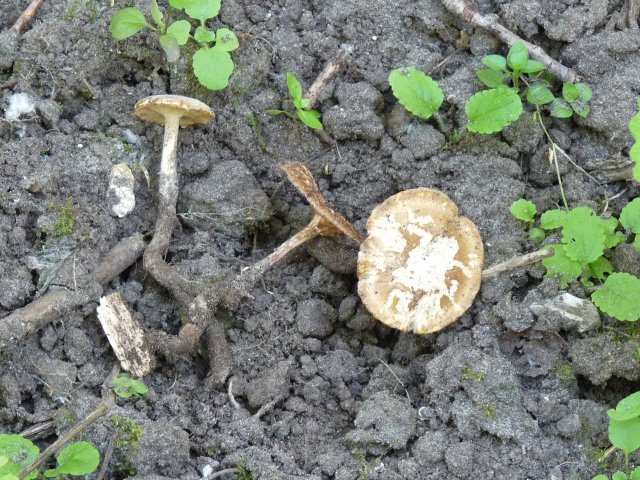 Polypore cilié - Polyporus ciliatus (2)