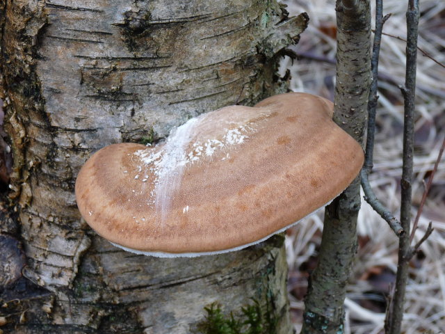 Polypore du bouleau - Piptoporus betulinus