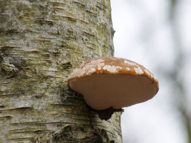 Polypore du bouleau - Piptoporus betulinus (2)