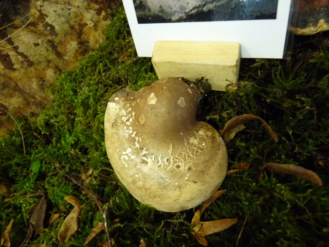 Polypore-du-bouleau--Piptoporus-betulinus