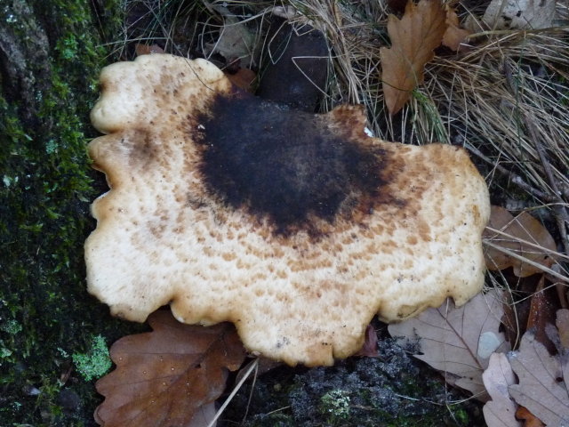 Polypore écailleux -  Polyporus squamosus