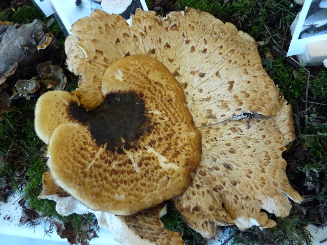 Polypore écailleux - Polyporus squamosus (2)