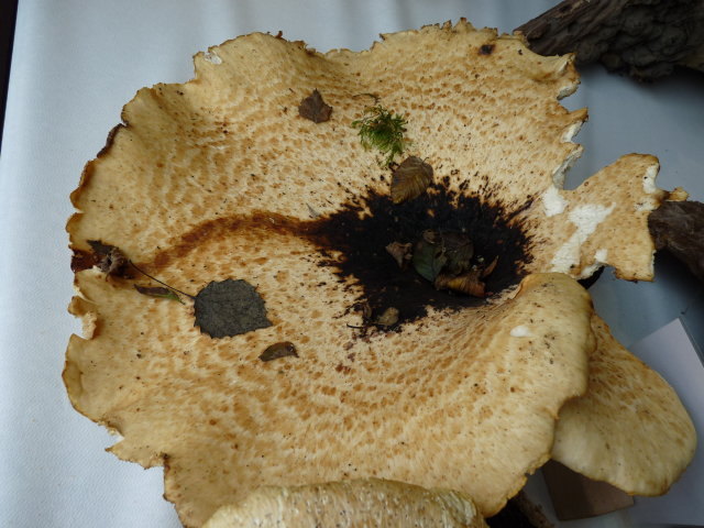 Polypore écailleux - Polyporus squamosus