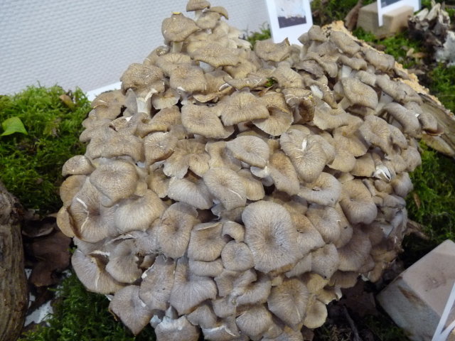 Polypore en ombelle - Dendropolyporus umbellatus