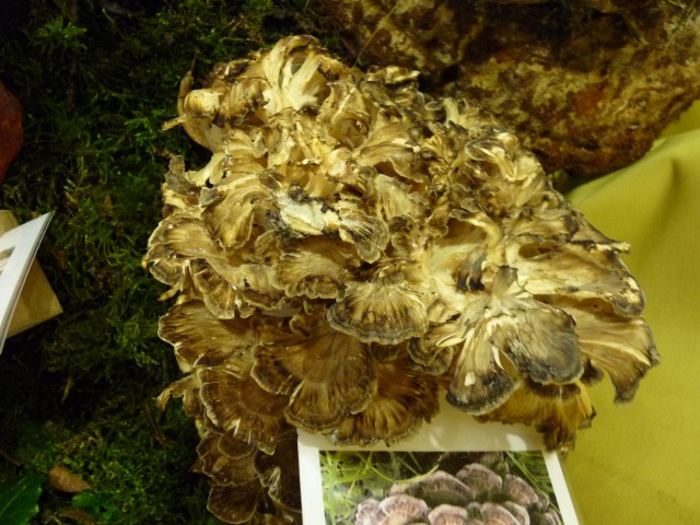 Polypore-en-touffe--Grifola-frondosa