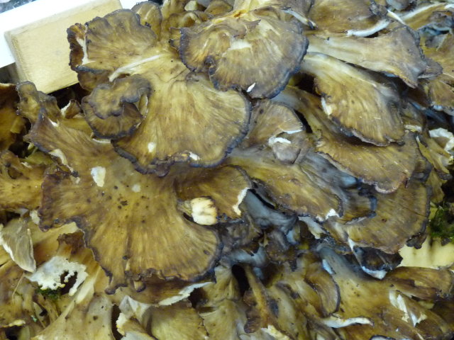 Polypore en touffe - Grifola frondosa (3)