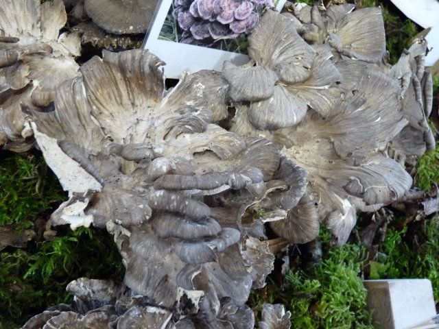 Polypore en touffe - Grifola frondosa