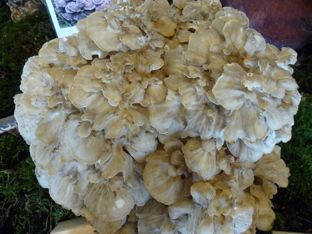 Polypore en touffe - Polyporus umbellatus