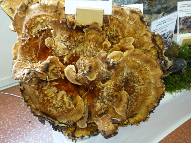 Polypore-géant--Meripilus-giganteus