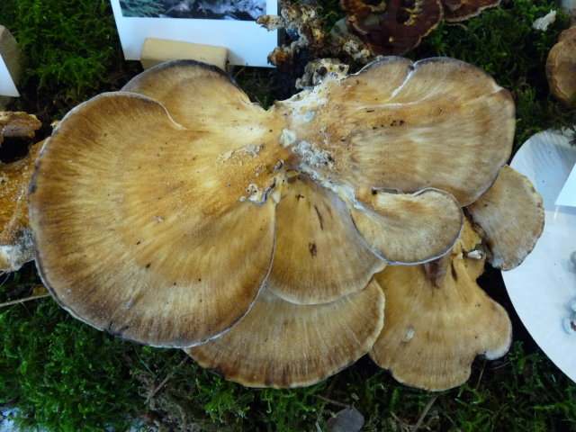 Polypore géant - Meripilus giganteus