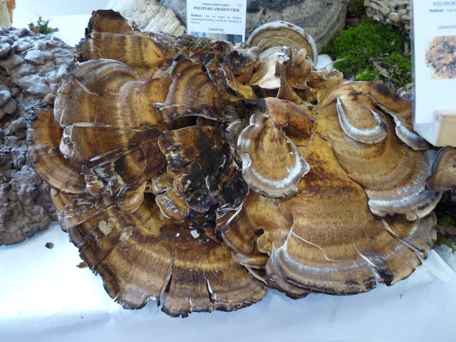 Polypore géant - Meripilus gigentus