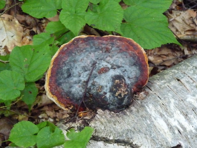 Polypore marginé - Fomes pinicola