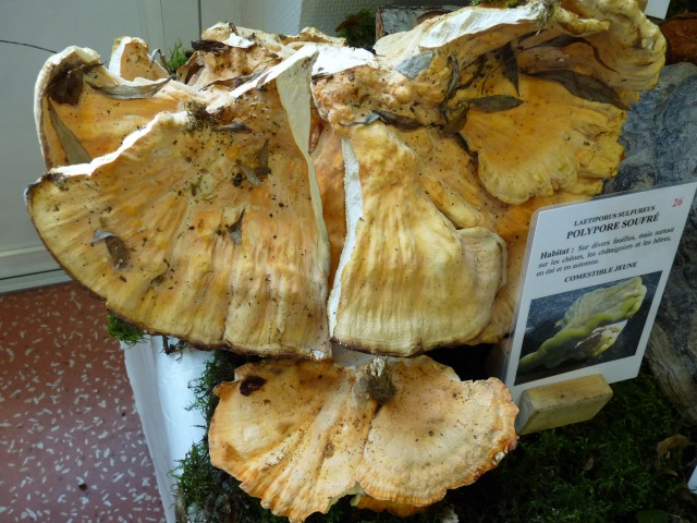 Polypore-soufré--Laetiporus-sulfureus