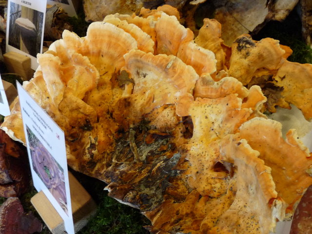 Polypore soufré - Laetiporus sulfureus (2)