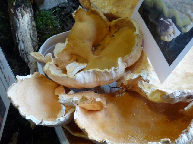 Polypore soufré - Laetiporus sulfureus (3)
