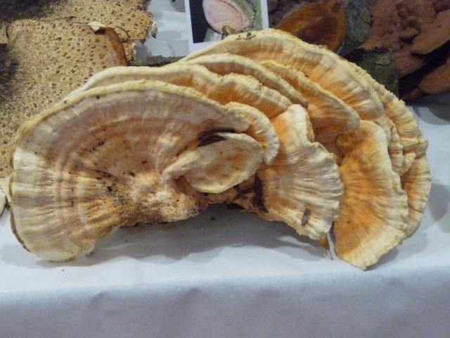 Polypore soufré - Laetiporus sulfureus (4)