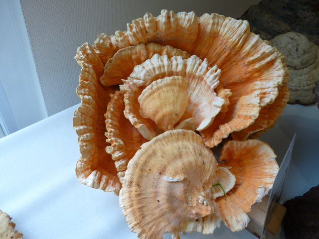 Polypore soufré - Laetiporus sulfureus