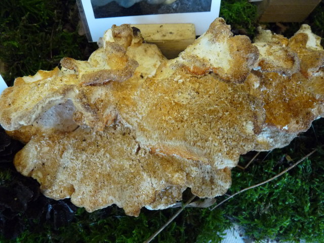 Polypore soufré - Laetiporus sulphureus