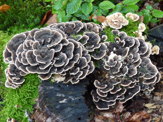 Polypore versicolore - Trametes versicolor