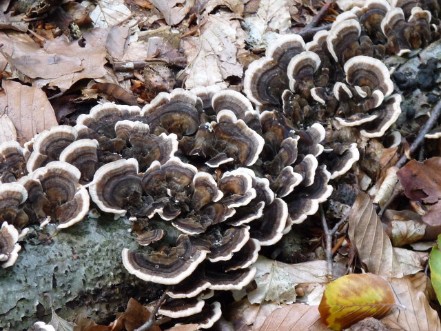 Polypore versicolore - Trametes versicolor (2)