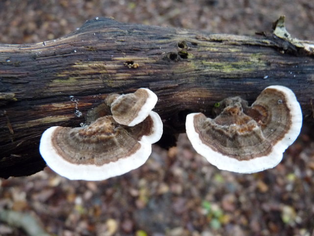 Polypore versicolore - Trametes versicolor (3)