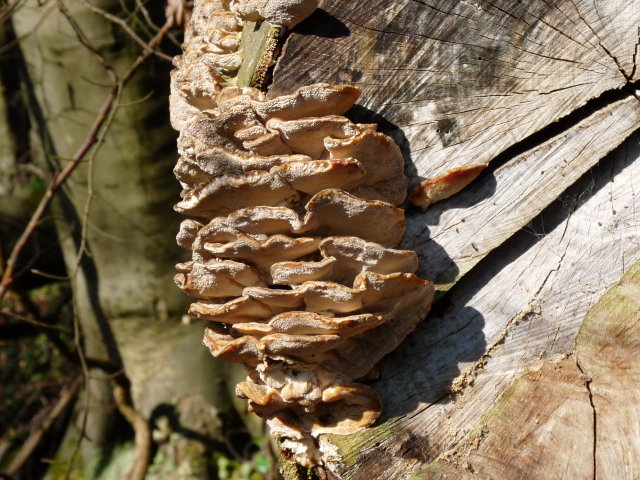 Polypore versicolore - Trametes versicolor (4)