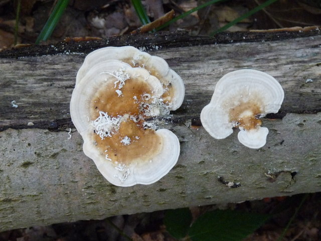 Polypore versicolore - Trametes versicolor (5)