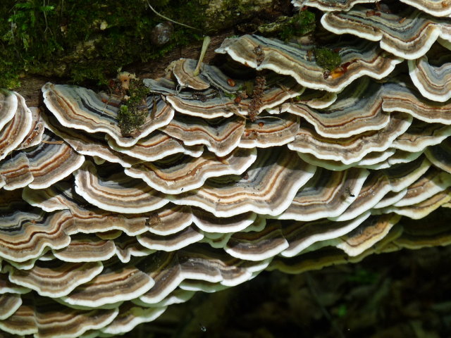 Polypore versicolore - Trametes versicolor