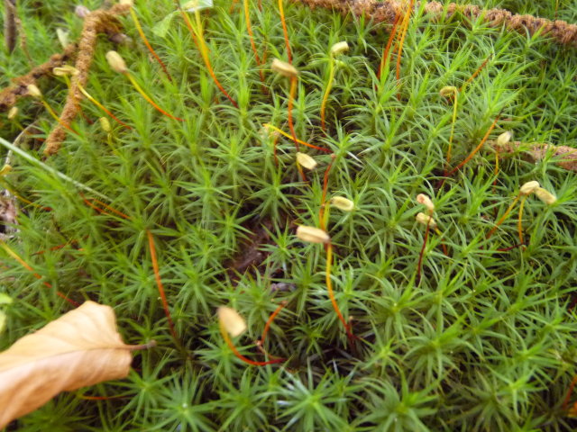 Polytric élégant - Polytrichum formosum