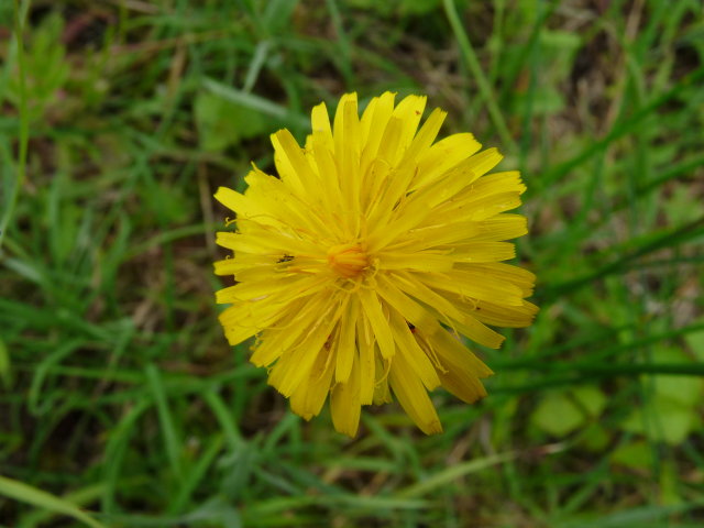 Porcelle enracinée - Hypochaeris radicata (2)