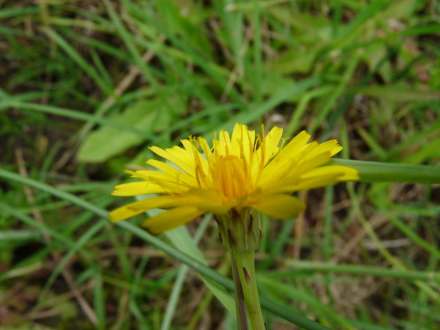 Porcelle enracinée - Hypochaeris radicata (3)