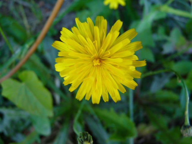 Porcelle enracinée - Hypochaeris radicata