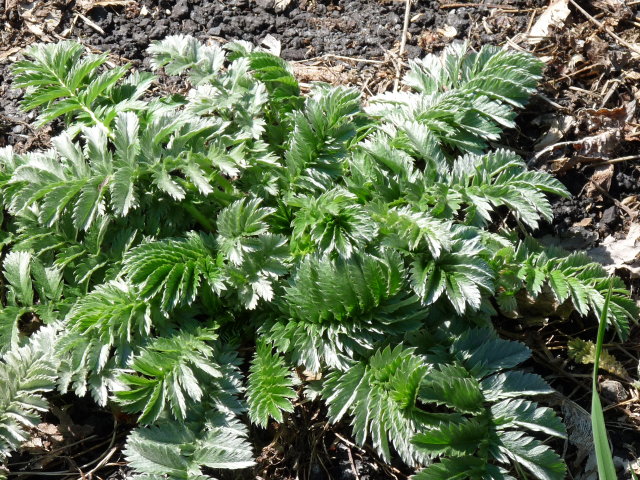 Potentille des oies - Potentilla anserina