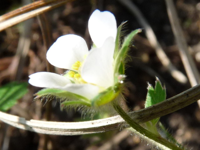 Potentille faux-fraisier - Potentilla sterilis (2)