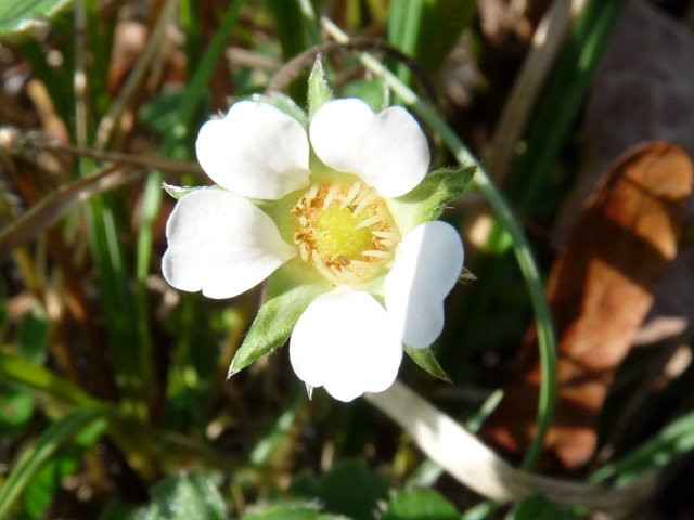 Potentille faux-fraisier - Potentilla sterilis