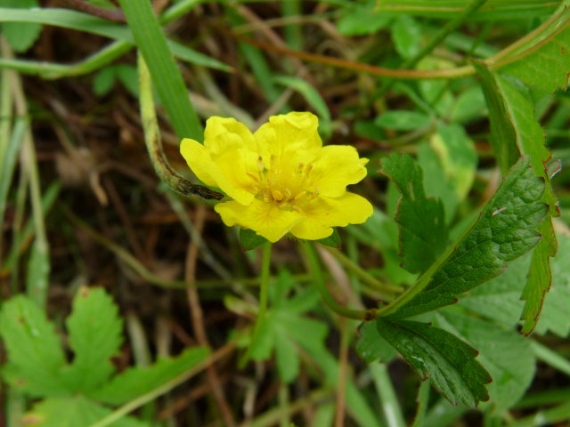 Potentille rampante - Potentilla reptans