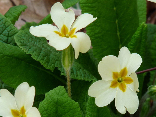 Primevère acaule - Primula vulgaris (2)