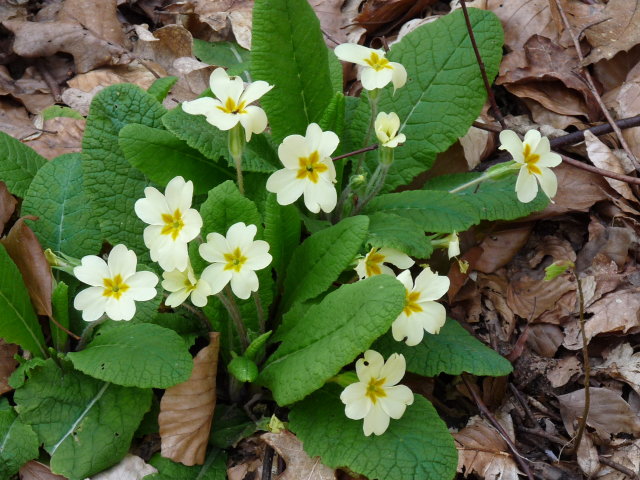 Primevère acaule - Primula vulgaris