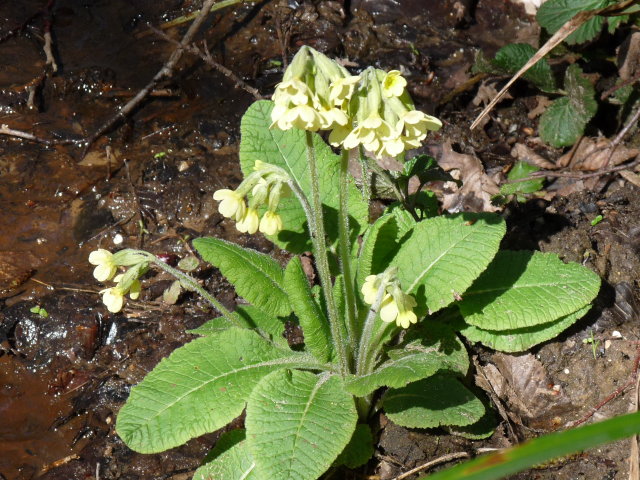 Primevère élevée - Primula elatior