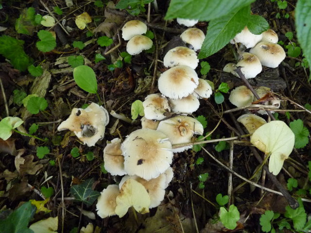 Psatyrelle de Candolle - Psathyrella candolleana