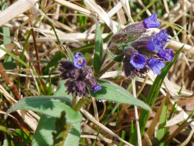 Pulmonaire à feuilles longues - Pulmonaria longifolia (2)