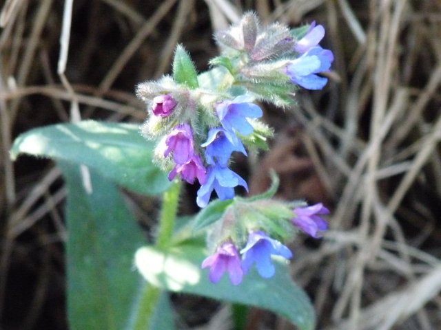 Pulmonaire à feuilles longues - Pulmonaria longifolia