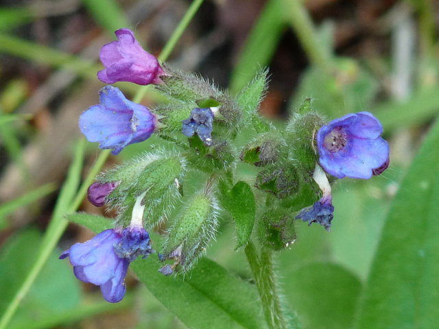 Pulmonaire officinale - Pulmonaria officinalis