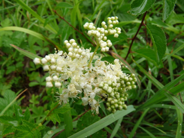 Reine des prés - Filipendula ulmaria