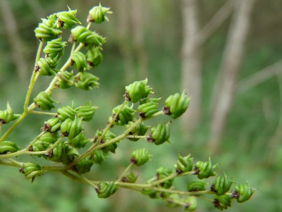 Reine des prés (fruits) - Filipendula ulmaria