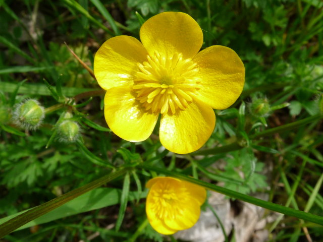 Renoncule bulbeuse - Ranunculus bulbosus